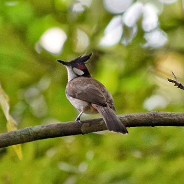 Bird watching on Parrot Island