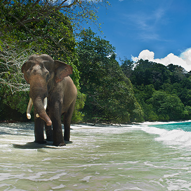 Elephant Beach Tour